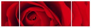 Detail červené ruže - obraz (Obraz 170x50cm)