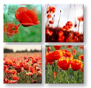 Obraz na stenu Meadow of poppy poppies - 40x40 cm