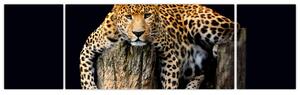 Leopard, obraz (Obraz 170x50cm)
