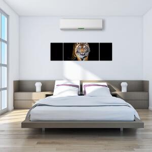 Tiger, obraz (Obraz 170x50cm)