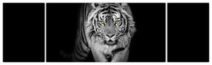 Tiger čiernobiely, obraz (Obraz 170x50cm)