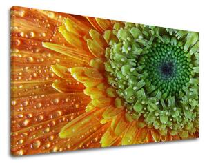 Obraz na stenu KVETY - 40x60 cm
