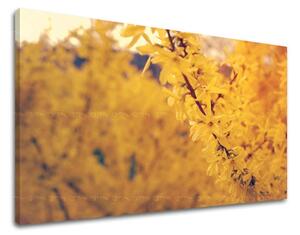 Obraz na stenu KVETY - 40x60 cm