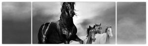 Čiernobiely obraz koňov (Obraz 170x50cm)
