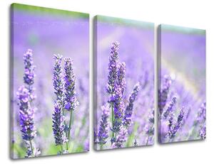 Obraz na stenu KVETY - 60x40