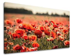 Obraz na stenu KVETY - 20x30