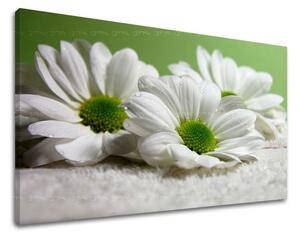 Obraz na stenu KVETY - 20x30