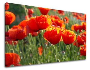 Obraz na stenu KVETY MAKY - 20x30