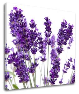 Obraz na stenu KVETY - 30x30