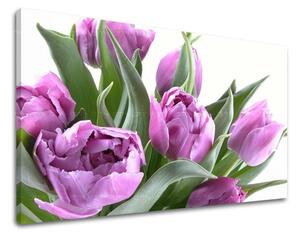 Obraz na stenu KVETY TULIPÁNY - 20x30
