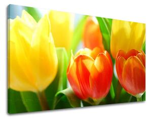 Obraz na stenu KVETY TULIPÁNY - 20x30