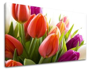 Obraz na stenu KVETY TULIPÁNY - 20x30