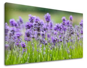 Obraz na stenu KVETY - 20x30