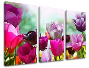 Obraz na stenu KVETY - 60x40
