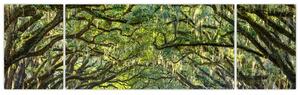 Aleje stromov - obraz (Obraz 170x50cm)