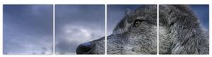 Obraz vlka (Obraz 160x40cm)