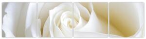 Obraz biele ruže (Obraz 160x40cm)