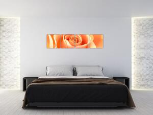 Obraz oranžové ruže (Obraz 160x40cm)