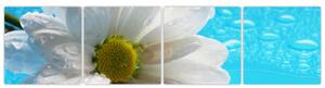 Obraz kvetu margaréty (Obraz 160x40cm)