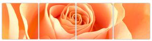 Obraz oranžové ruže (Obraz 160x40cm)