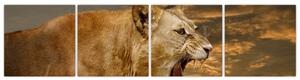 Obraz revúceho leva (Obraz 160x40cm)