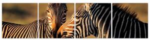 Obraz - zebry (Obraz 160x40cm)