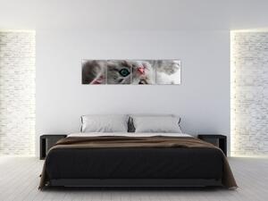 Obraz mačky (Obraz 160x40cm)