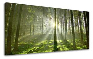 Obraz na stenu PANORÁMA STROMY - 30x60 cm