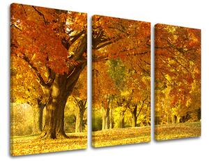 Obraz na stenu STROMY - 60x40 cm