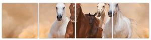 Obrazy bežiacich koní (Obraz 160x40cm)