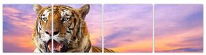 Obraz ležiaceho tigra (Obraz 160x40cm)
