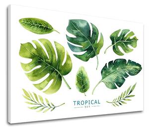 Obraz na stenu s textom Tropical set - 40x60 cm