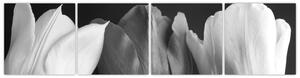 Čiernobiely obraz - tri tulipány (Obraz 160x40cm)