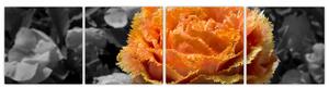 Oranžový kvet na čiernobielom pozadí - obraz (Obraz 160x40cm)