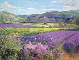 Timothy Easton - Umelecká tlač Lavender Fields in Old Provence, (40 x 30 cm)
