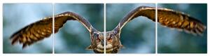 Obraz letiaci sovy (Obraz 160x40cm)