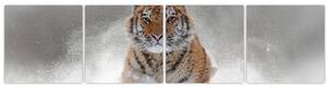 Obraz bežiaceho tigra (Obraz 160x40cm)