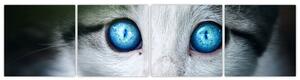 Obraz mačky, žiarivé oči (Obraz 160x40cm)