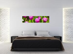 Obraz kvitnúcich tulipánov (Obraz 160x40cm)