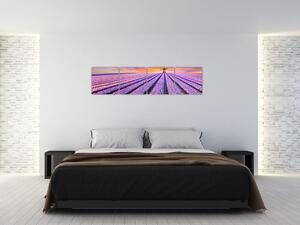 Obraz levanduľové polia (Obraz 160x40cm)