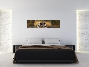 Obraz na stenu - zvieratá (Obraz 160x40cm)