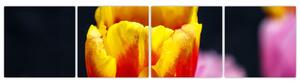 Obraz tulipánu (Obraz 160x40cm)
