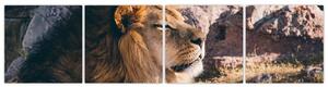 Obraz - ležiaci lev (Obraz 160x40cm)