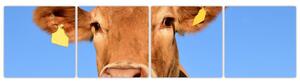 Obraz kravy (Obraz 160x40cm)