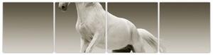 Obrazy bieleho koňa (Obraz 160x40cm)