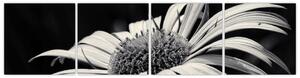 Čiernobiely obraz kvetu (Obraz 160x40cm)
