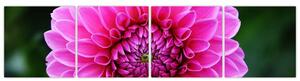 Obraz ružového kvetu (Obraz 160x40cm)