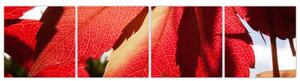 Obraz červených listov (Obraz 160x40cm)