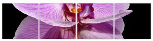 Obraz - orchidea (Obraz 160x40cm)