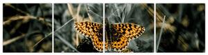 Obraz motýľa (Obraz 160x40cm)